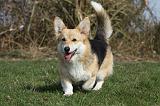 CORGI PEMBROKE 835